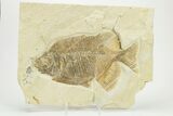 Fossil Fish (Phareodus) - Wyoming #207902-1